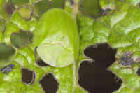 Isokilpikuoriainen värimintun lehdellä