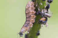 Kukkakärpäsen toukat syövät suuren määrän kirvoja.