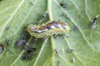 Kukkakärpäsen toukka syö papukirvoja