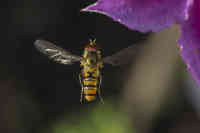 Kukkakärpäset ovat taitavia lentäjiä. Kuvassa parvikirvari