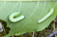 Tomostethus nigritus toukkia