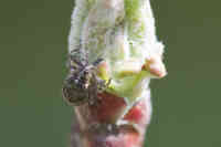 Kukkakärsäkäs porautuu omenan versoon