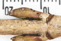 Papukirvan talvimunat ovat alle millin kokoisia