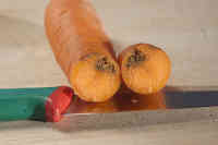Porkkanakärpäsen toukan vikuuttama porkkana