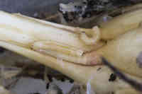 Sipulikärpäsen toukka