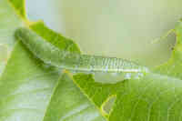 Sitruunaperhosen toukka