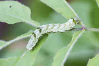 Täplätarhayökkösen vihreä toukka